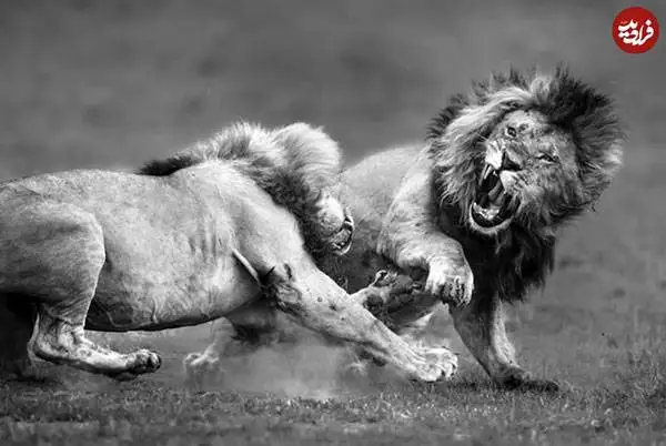 30 شاهکار عکاسی سیاه و سفید از قلمرو حیوانات