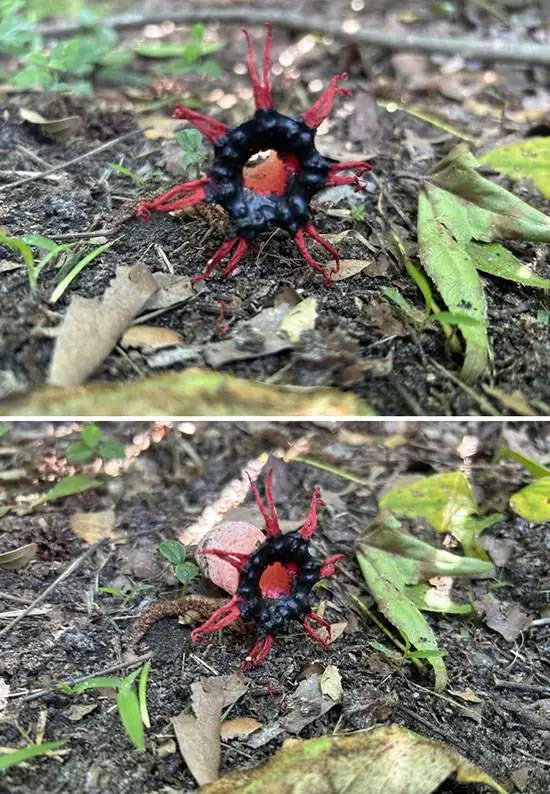 30 موجود ترسناک و چندش آور که نمی توانید از آن ها چشم بردارید