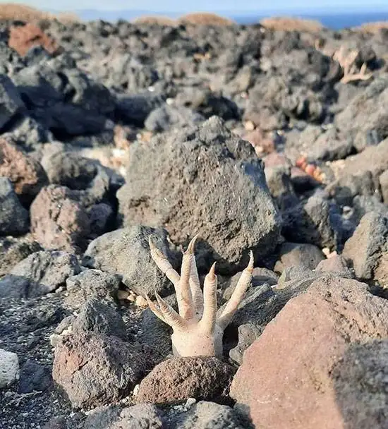 30 موجود ترسناک و چندش آور که نمی توانید از آن ها چشم بردارید