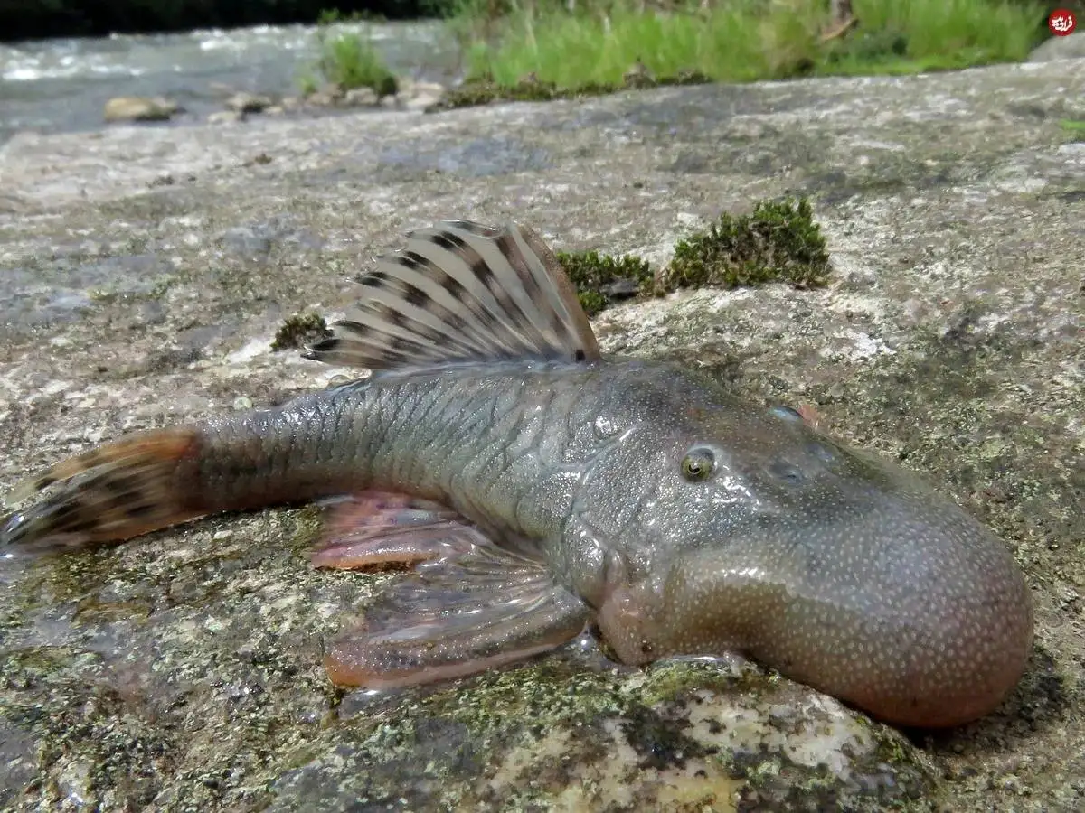 5 موجود عجیبی که به تازگی کشف شده اند!