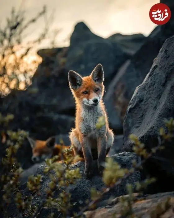 تصاویر؛ لحظات ناب حیات وحش از نگاه عکاس هلندی