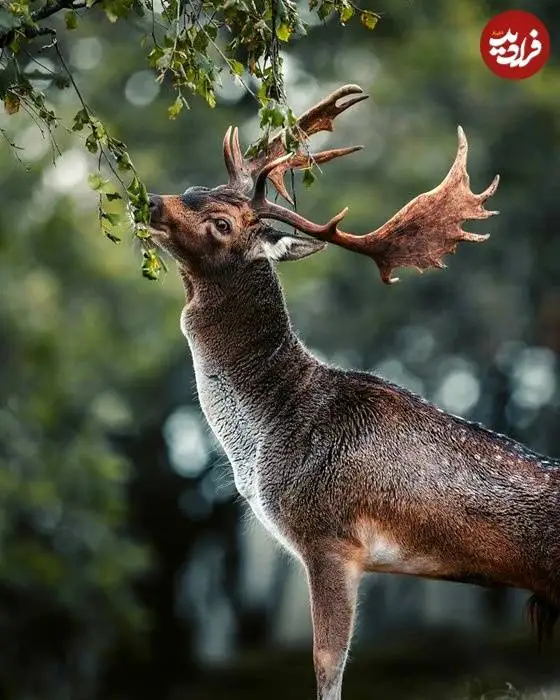 تصاویر؛ لحظات ناب حیات وحش از نگاه عکاس هلندی