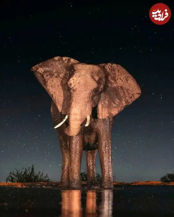 تصاویر؛ لحظات ناب حیات وحش از نگاه عکاس هلندی