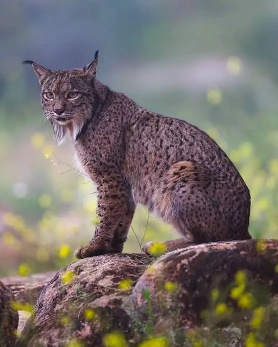 تصاویر؛ لحظات ناب حیات وحش از نگاه عکاس هلندی