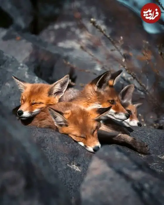 تصاویر؛ لحظات ناب حیات وحش از نگاه عکاس هلندی