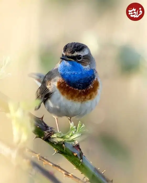 تصاویر؛ لحظات ناب حیات وحش از نگاه عکاس هلندی