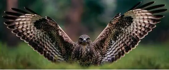 تصاویر؛ لحظات ناب حیات وحش از نگاه عکاس هلندی