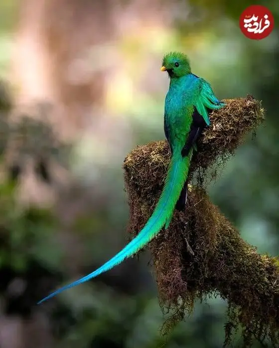 تصاویر؛ لحظات ناب حیات وحش از نگاه عکاس هلندی