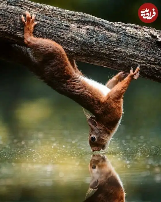 تصاویر؛ لحظات ناب حیات وحش از نگاه عکاس هلندی