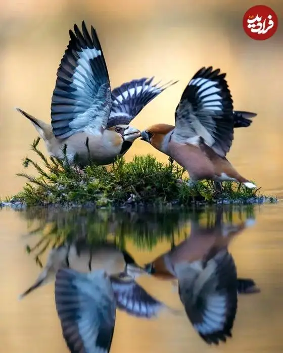 تصاویر؛ لحظات ناب حیات وحش از نگاه عکاس هلندی