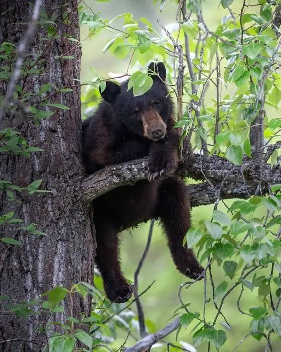 تصاویر؛ لحظات ناب حیات وحش از نگاه عکاس هلندی