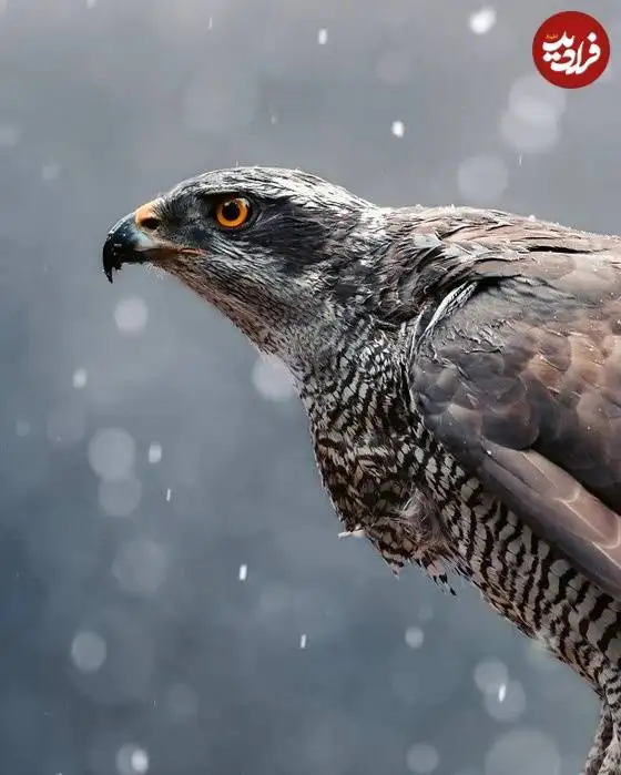 تصاویر؛ لحظات ناب حیات وحش از نگاه عکاس هلندی