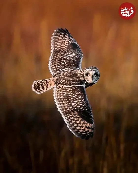 تصاویر؛ لحظات ناب حیات وحش از نگاه عکاس هلندی