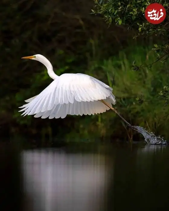 تصاویر؛ لحظات ناب حیات وحش از نگاه عکاس هلندی