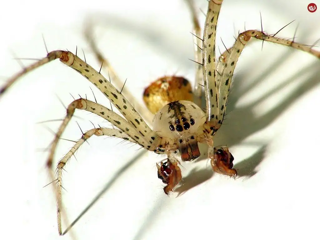 5 موجود عجیبی که به تازگی کشف شده اند!