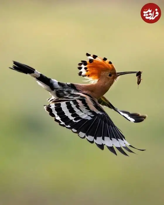 تصاویر؛ لحظات ناب حیات وحش از نگاه عکاس هلندی