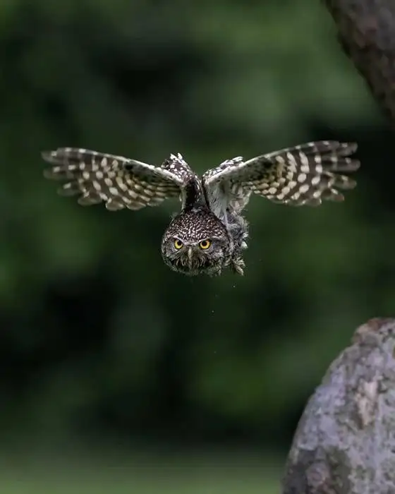 تصاویر؛ لحظات ناب حیات وحش از نگاه عکاس هلندی