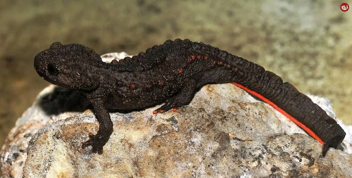 5 موجود عجیبی که به تازگی کشف شده اند!