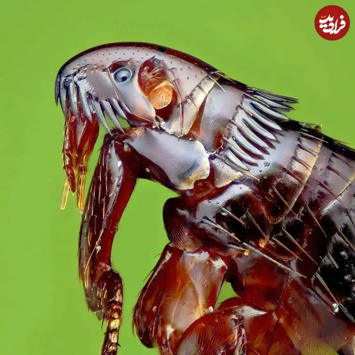 تصاویر؛ قاب های ناب و متفاوت از حیات وحش؛ از «تولد مار» تا «استراحتگاه بز کوهی»