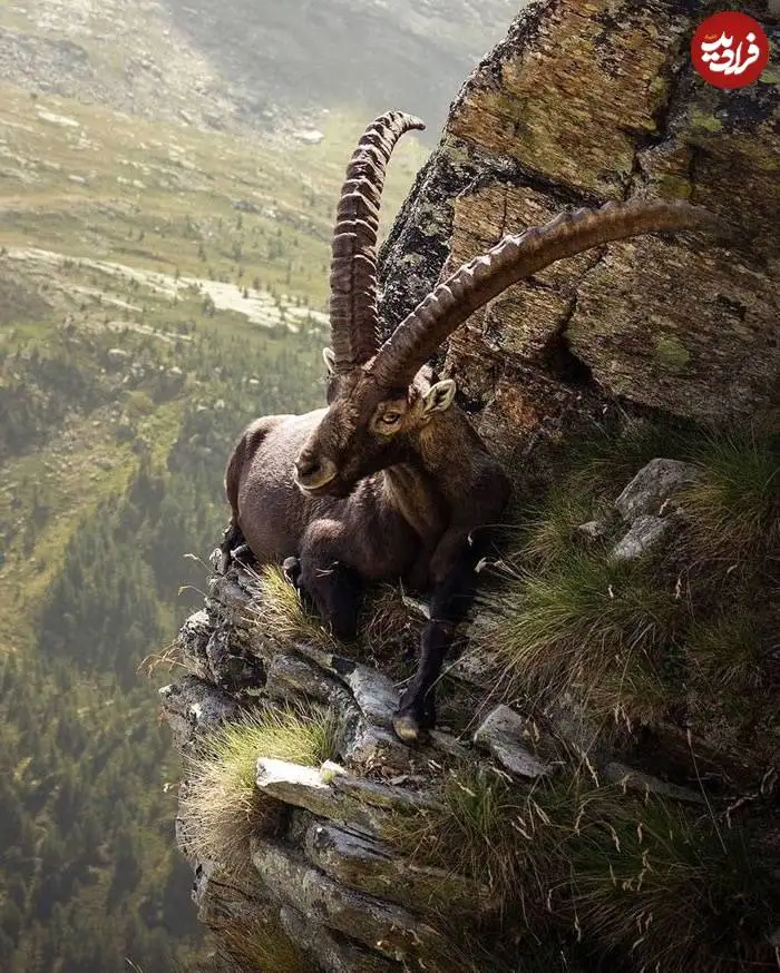 تصاویر؛ قاب های ناب و متفاوت از حیات وحش؛ از «تولد مار» تا «استراحتگاه بز کوهی»