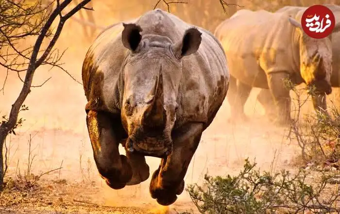 تصاویر؛ قاب های ناب و متفاوت از حیات وحش؛ از «تولد مار» تا «استراحتگاه بز کوهی»