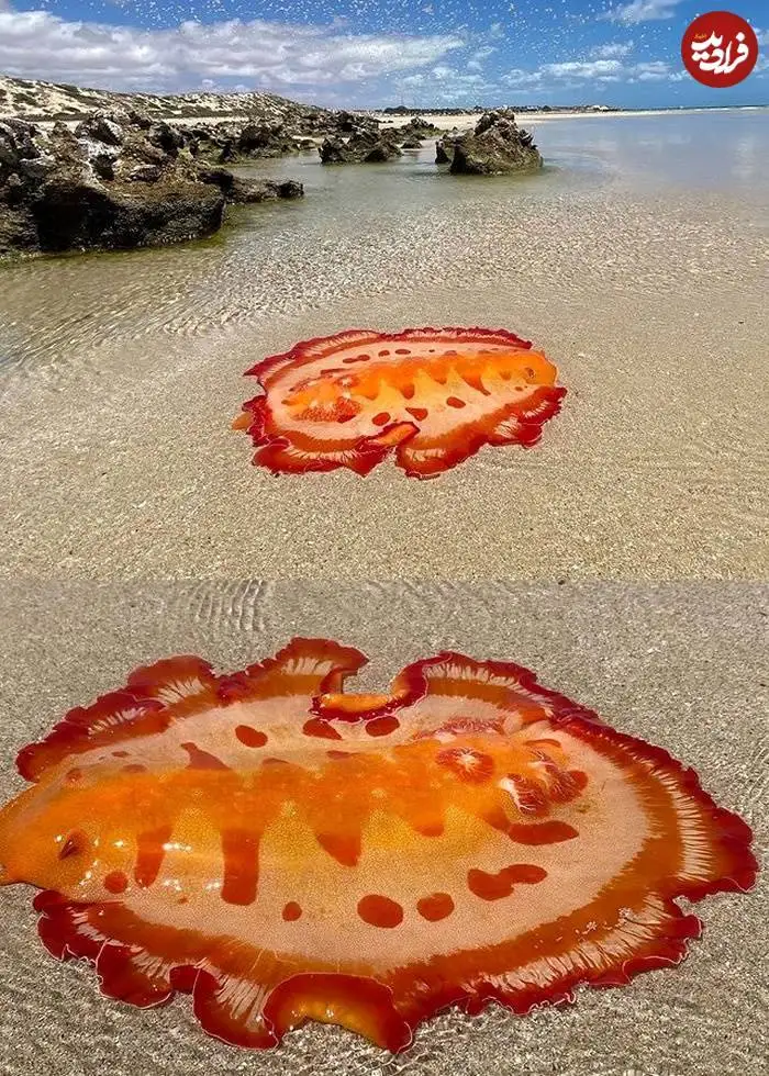 تصاویر؛ قاب های ناب و متفاوت از حیات وحش؛ از «تولد مار» تا «استراحتگاه بز کوهی»