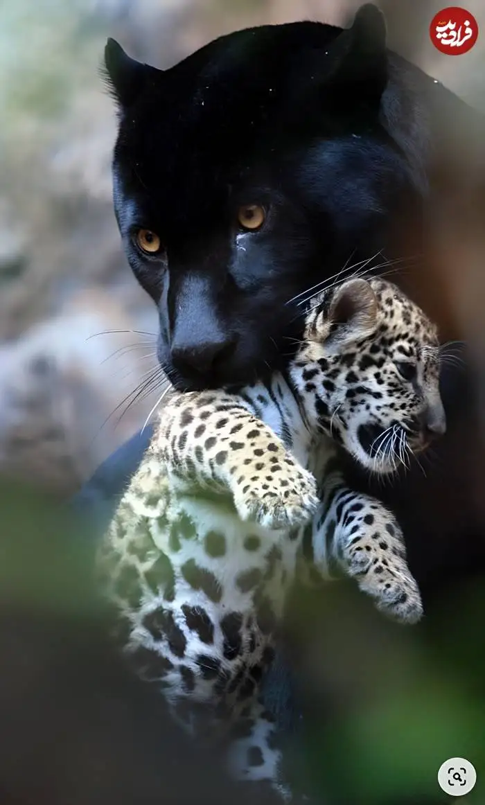 تصاویر؛ قاب های ناب و متفاوت از حیات وحش؛ از «تولد مار» تا «استراحتگاه بز کوهی»