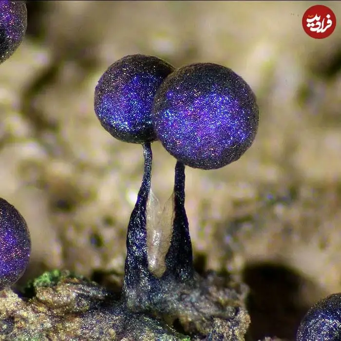 تصاویر؛ قاب های ناب و متفاوت از حیات وحش؛ از «تولد مار» تا «استراحتگاه بز کوهی»