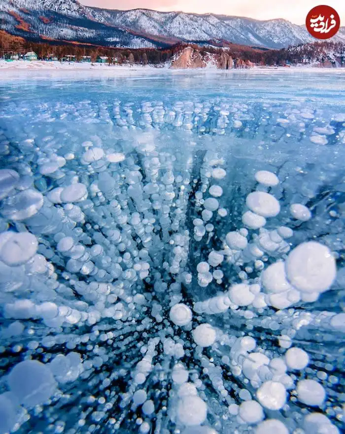 تصاویر؛ قاب های ناب و متفاوت از حیات وحش؛ از «تولد مار» تا «استراحتگاه بز کوهی»