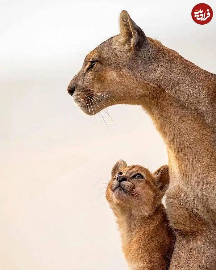 تصاویر؛ قاب های ناب و متفاوت از حیات وحش؛ از «تولد مار» تا «استراحتگاه بز کوهی»