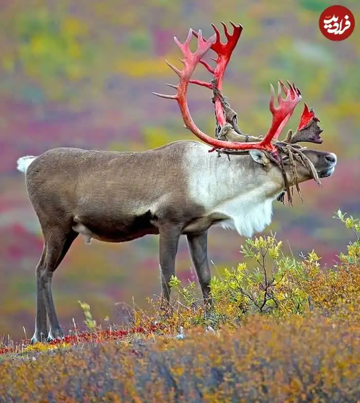 تصاویر؛ قاب های ناب و متفاوت از حیات وحش؛ از «تولد مار» تا «استراحتگاه بز کوهی»