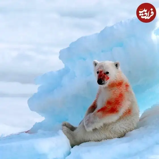 تصاویر؛ قاب های ناب و متفاوت از حیات وحش؛ از «تولد مار» تا «استراحتگاه بز کوهی»