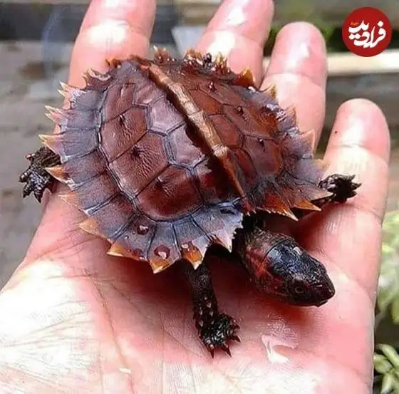 تصاویر؛ قاب های ناب و متفاوت از حیات وحش؛ از «تولد مار» تا «استراحتگاه بز کوهی»