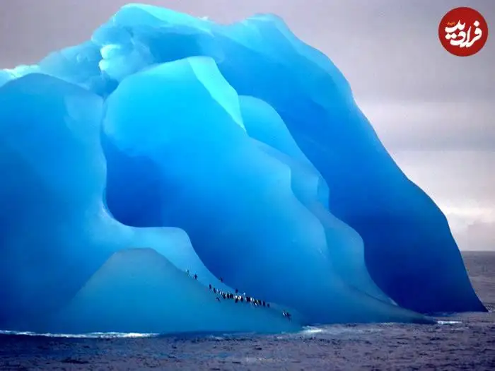 تصاویر؛ قاب های ناب و متفاوت از حیات وحش؛ از «تولد مار» تا «استراحتگاه بز کوهی»