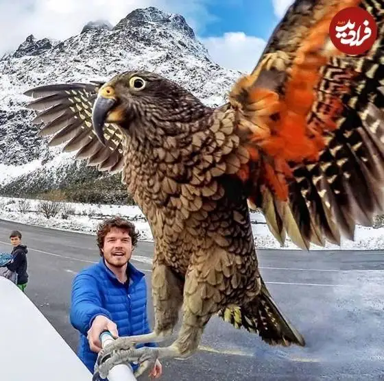 تصاویر؛ قاب های ناب و متفاوت از حیات وحش؛ از «تولد مار» تا «استراحتگاه بز کوهی»