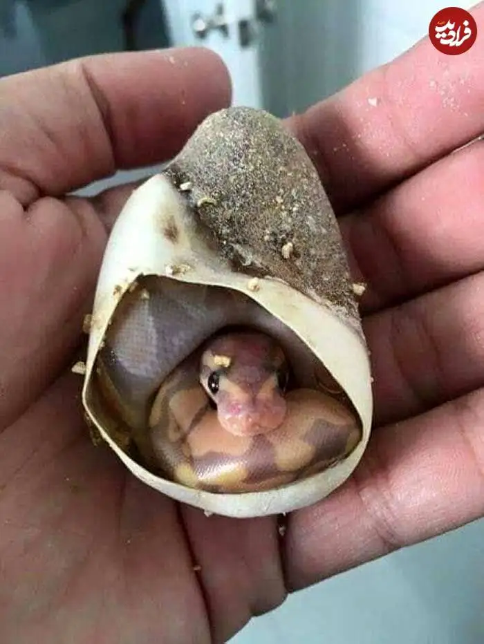 تصاویر؛ قاب های ناب و متفاوت از حیات وحش؛ از «تولد مار» تا «استراحتگاه بز کوهی»