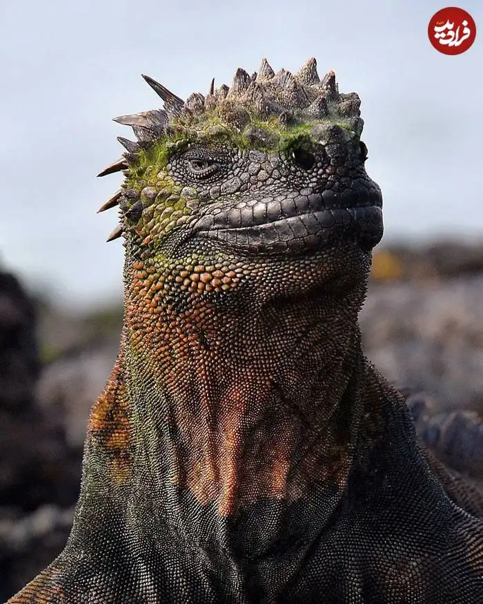 تصاویر؛ قاب های ناب و متفاوت از حیات وحش؛ از «تولد مار» تا «استراحتگاه بز کوهی»