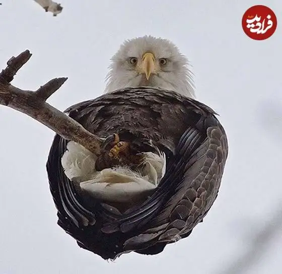 تصاویر؛ قاب های ناب و متفاوت از حیات وحش؛ از «تولد مار» تا «استراحتگاه بز کوهی»