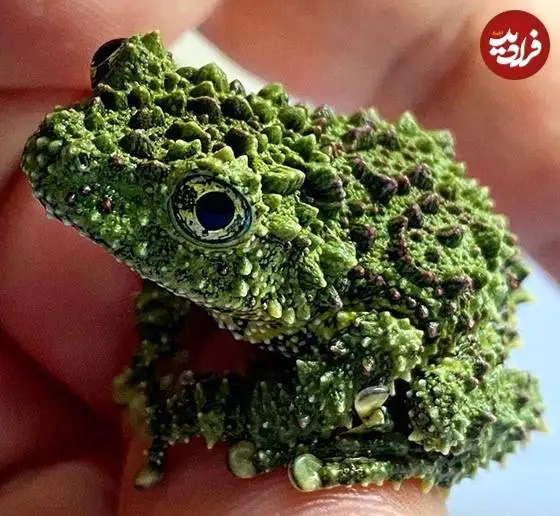 تصاویر؛ قاب های ناب و متفاوت از حیات وحش؛ از «تولد مار» تا «استراحتگاه بز کوهی»