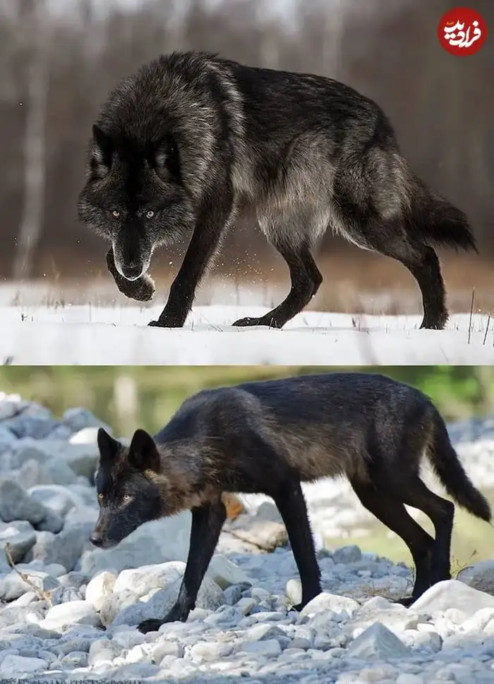 تصاویر؛ قاب های ناب و متفاوت از حیات وحش؛ از «تولد مار» تا «استراحتگاه بز کوهی»