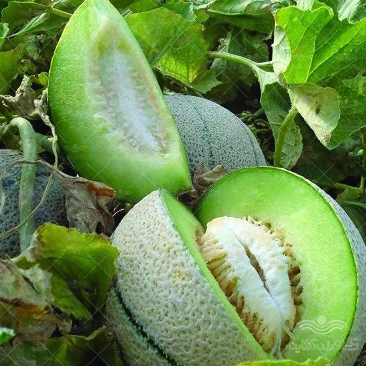 تصاویر؛ تفاوت طالبی، ملون، سمسوری، گرمک و شاه پسند