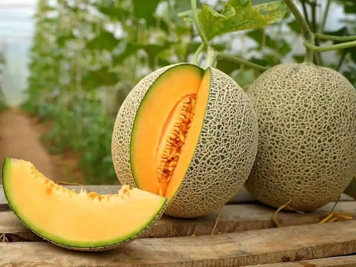 تصاویر؛ تفاوت طالبی، ملون، سمسوری، گرمک و شاه پسند