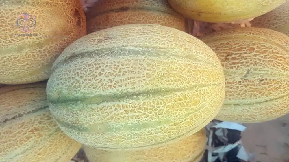 تصاویر؛ تفاوت طالبی، ملون، سمسوری، گرمک و شاه پسند