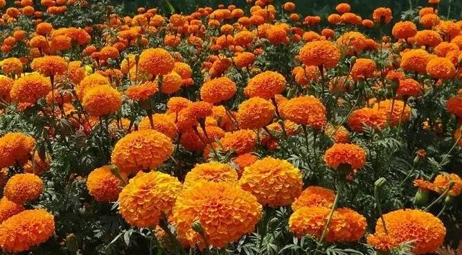 تصاویر؛ این گیاهان قاتل پشه های تابستانی هستند