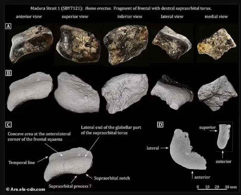 تصاویر؛ کشف شهر 140 هزار ساله از اعماق اقیانوس