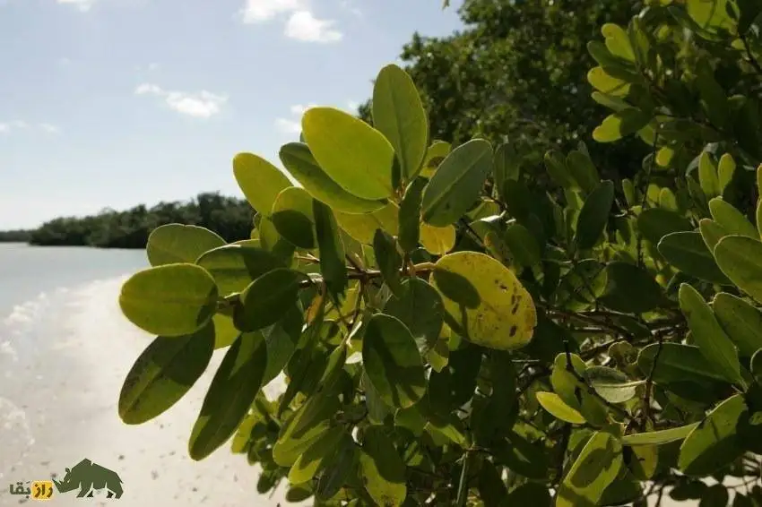 تصاویر؛ کالیر - کَندا؛ گیاهی مشهور به فریب معده که دو برگ آن دو هفته آدم را سیر می کند! 