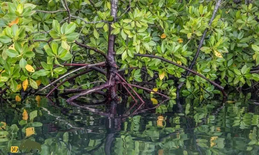 تصاویر؛ کالیر - کَندا؛ گیاهی مشهور به فریب معده که دو برگ آن دو هفته آدم را سیر می کند! 
