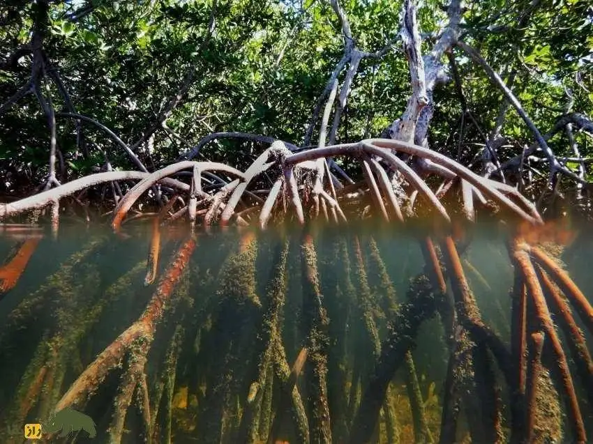 تصاویر؛ کالیر - کَندا؛ گیاهی مشهور به فریب معده که دو برگ آن دو هفته آدم را سیر می کند! 