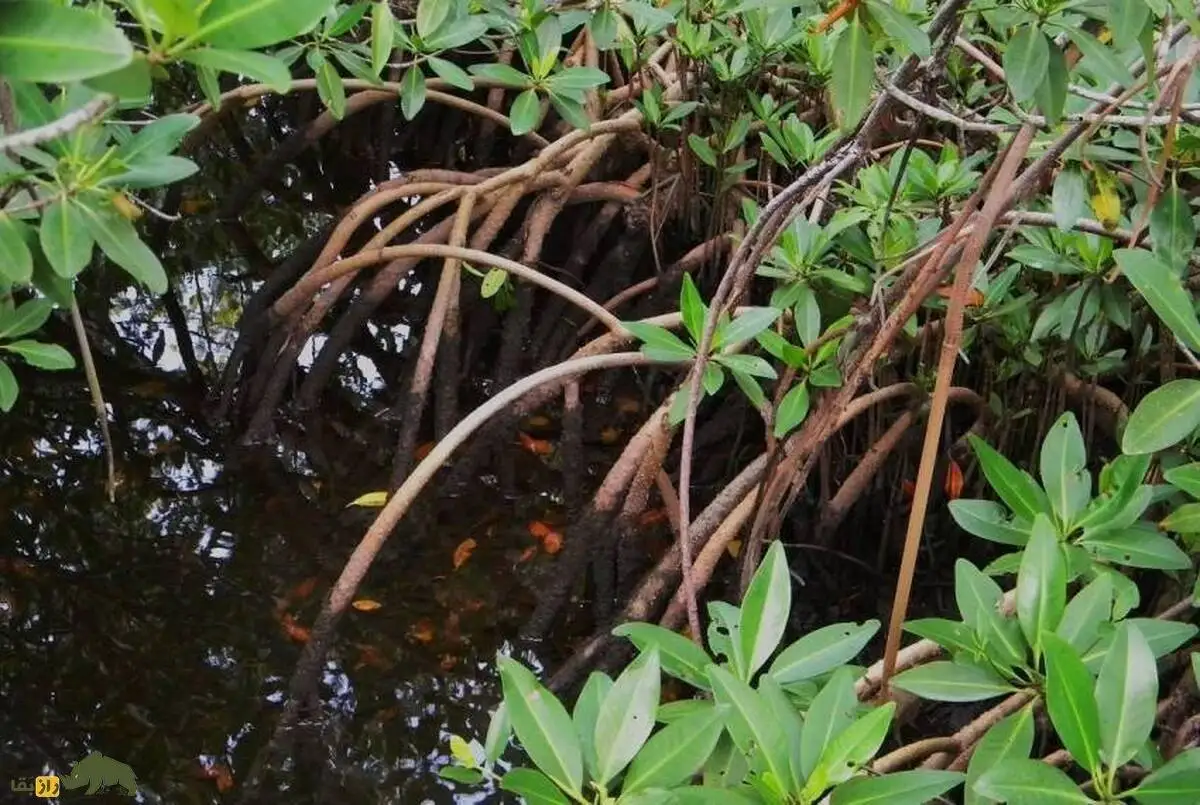تصاویر؛ کالیر - کَندا؛ گیاهی مشهور به فریب معده که دو برگ آن دو هفته آدم را سیر می کند! 