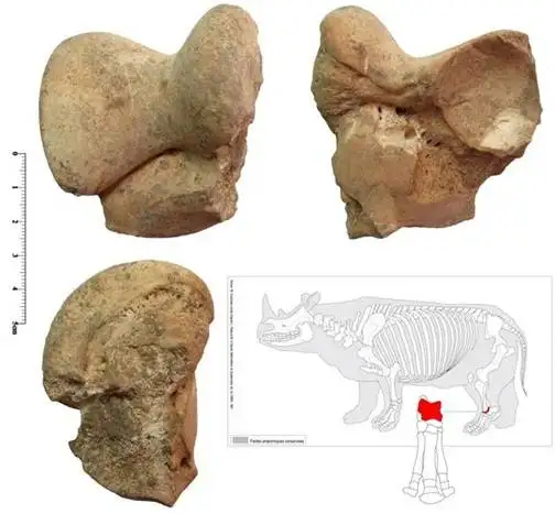 بقایای «کرگدن ماقبل تاریخ» از یک غار در کرمانشاه بیرون آمد